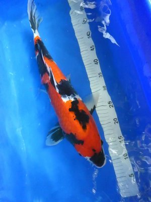 Breeder Takahashi. Hi Showa. 51- 53cm Breeder Takahashi. Hi Showa. 51- 53cm