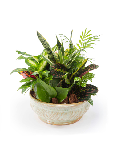 Dish Garden 1 in Ceramic Dish 030A22-6400