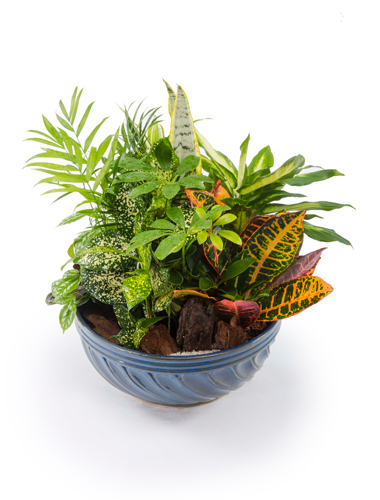 Dish Garden 3 in Ceramic Container 030A25-6400