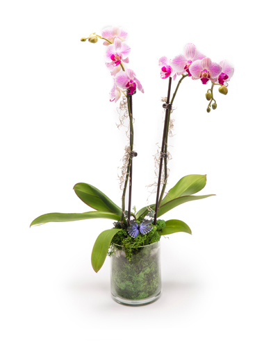 Phaelanopsis Orchid 030A27-6400