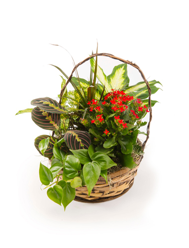 European Basket Garden 030A24-6400