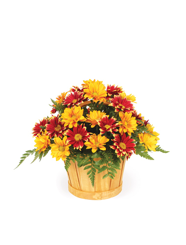 Autumn Daisy Delight 030A84-6401