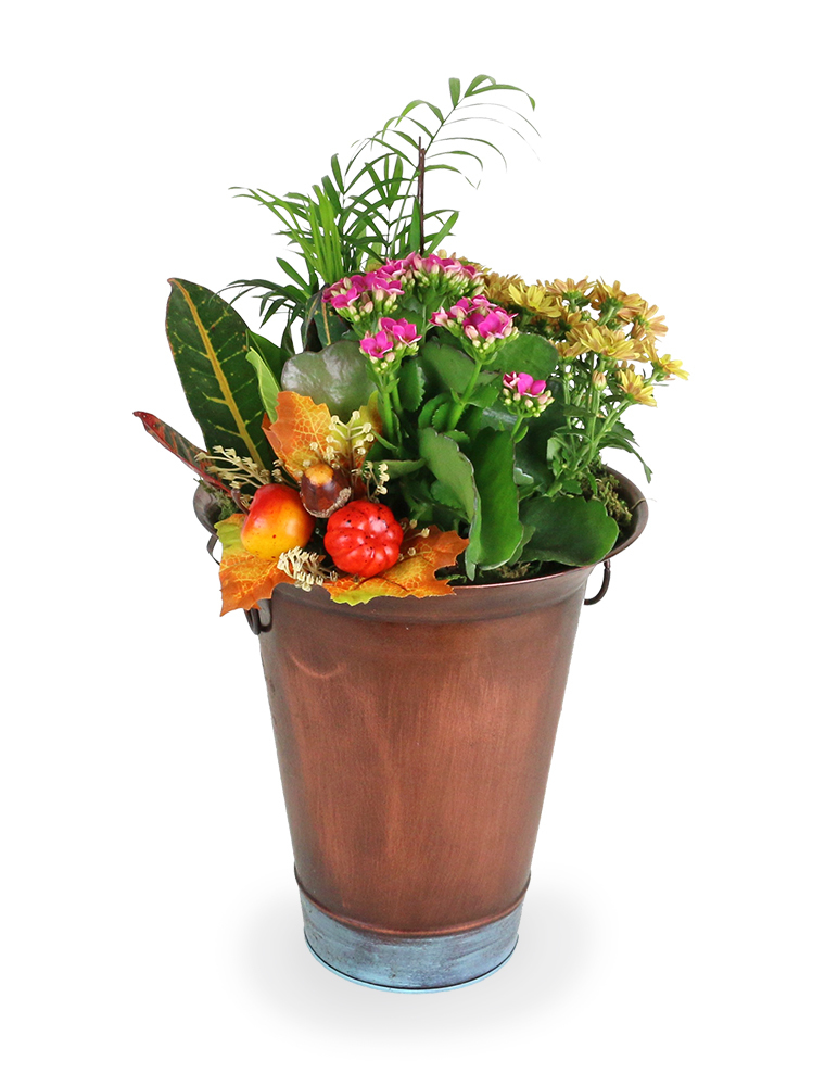 Fall Dish Garden 030A555-6401