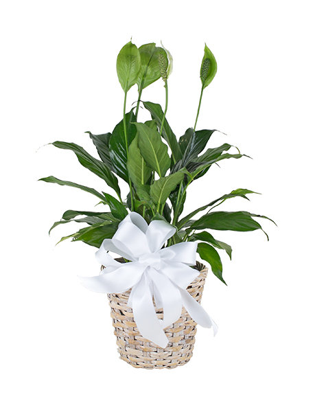 Peace Lily 030A151-6400