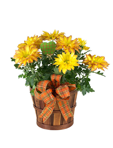 Pelee Mum 030A152-6400