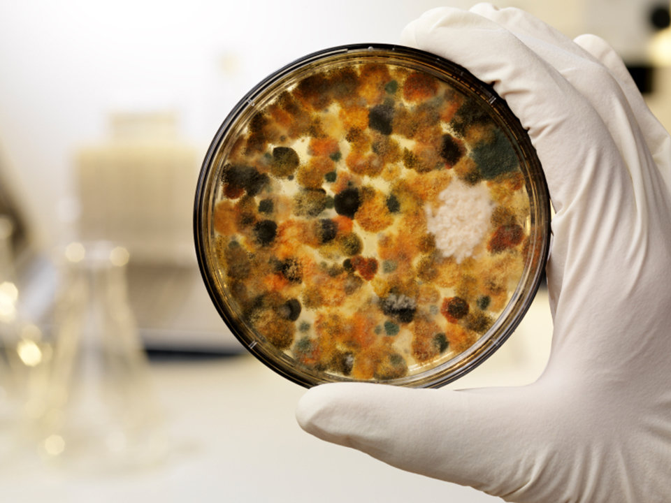Mold Testing 00004