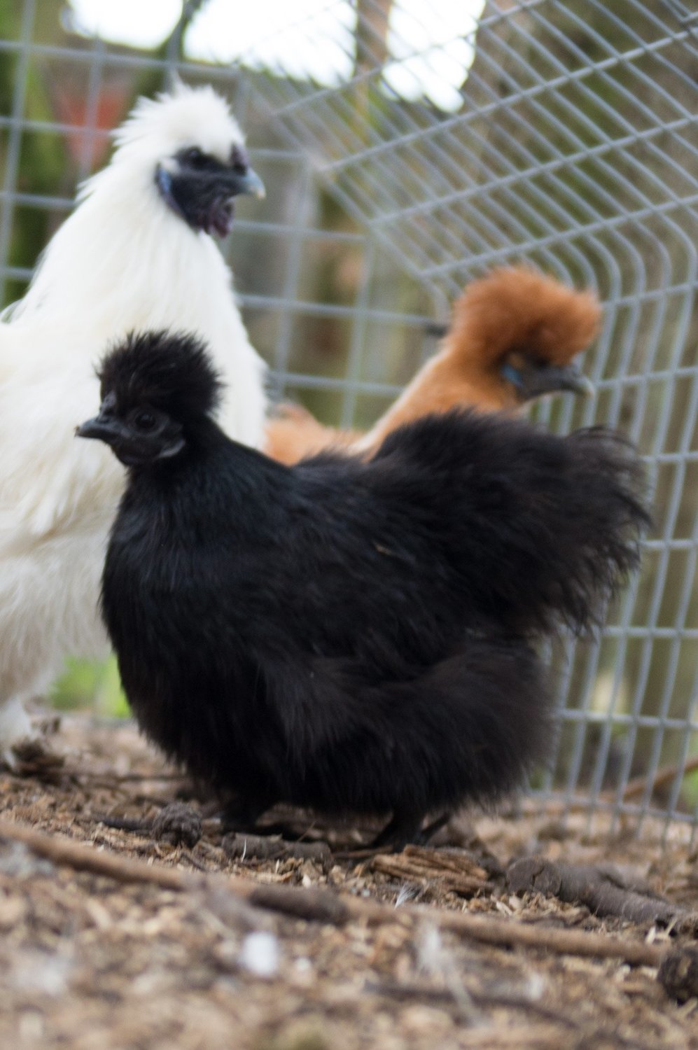 Silkie Hatching Eggs (Pack of 6 mixed colours)