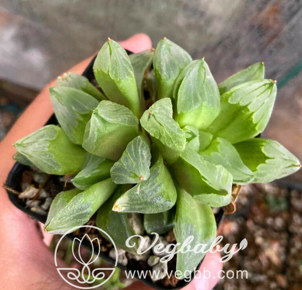 Haworthia �Ice City� Pygmaea Mutant Adult Rare Succulent