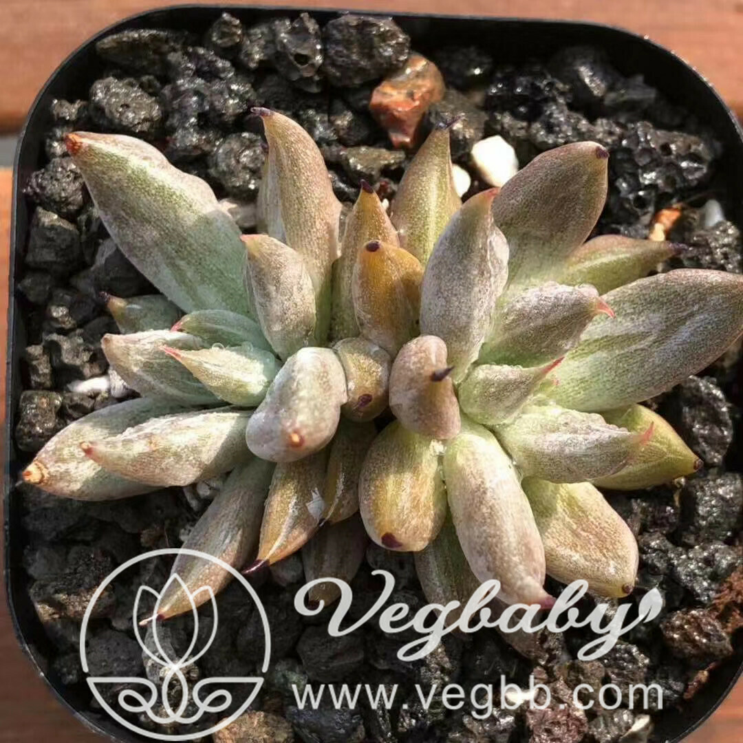Echeveria Unguiculata Korean Rare Succulent Plant in 3" Pot