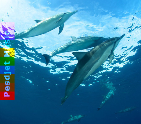 Dolphin Movements - Portal 2 (short) Dolphin Movements - Portal 2 (short)