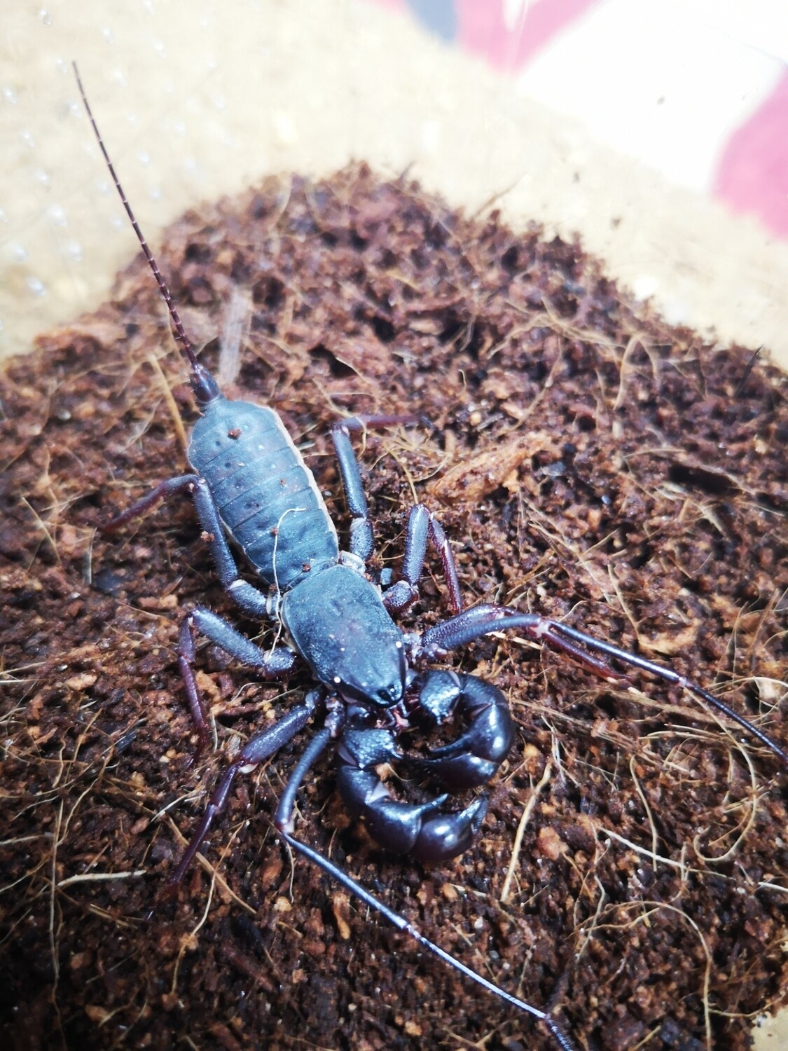 Thelyphonida sp Thai vinegaroons