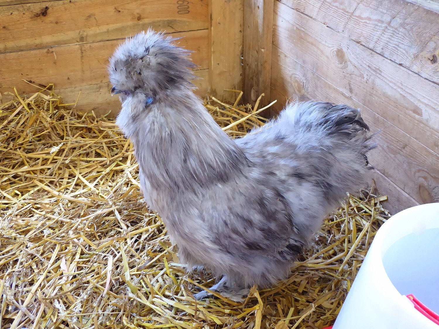 Blue Silkie Bantam Chicks