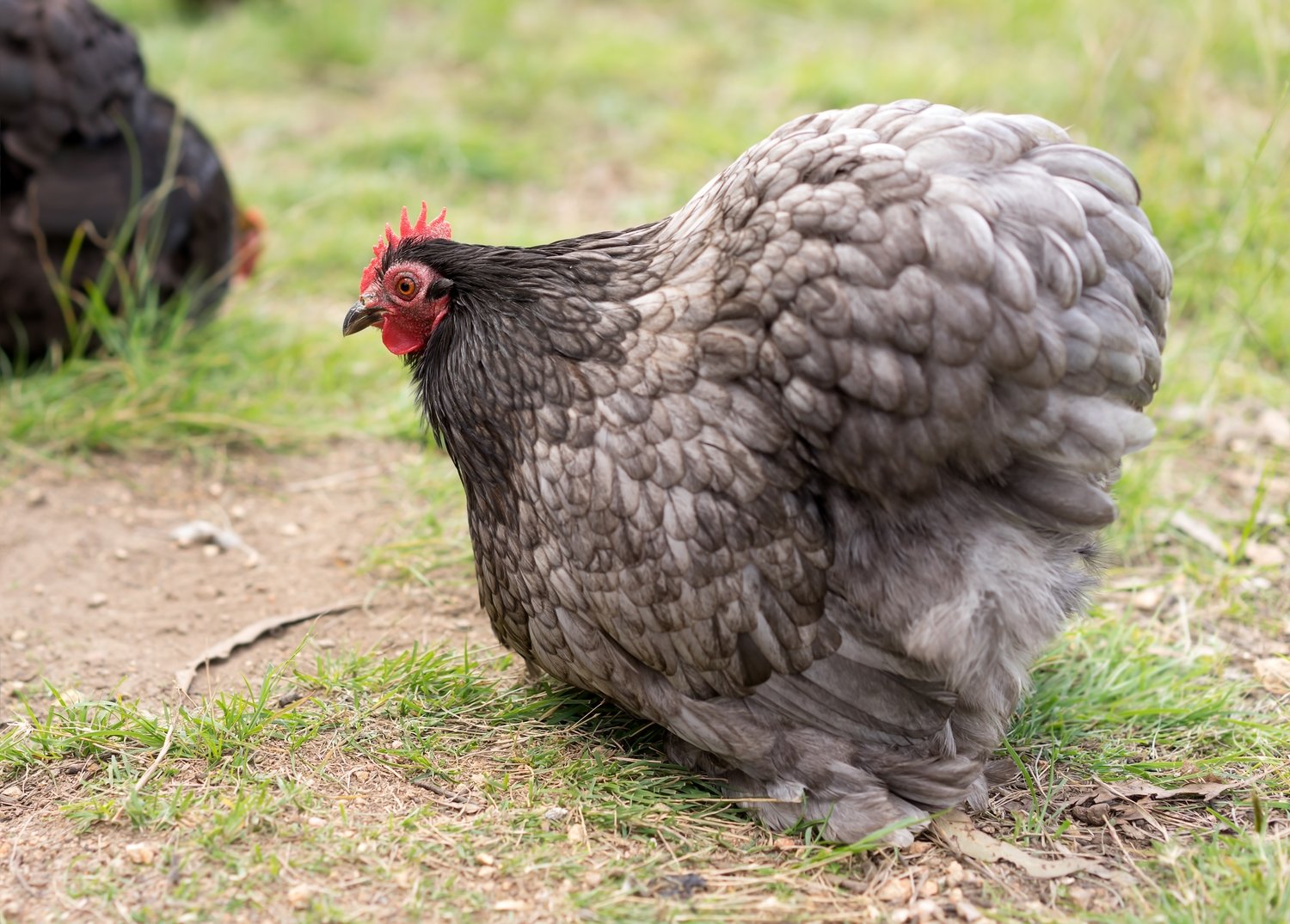 Cochin Bantams