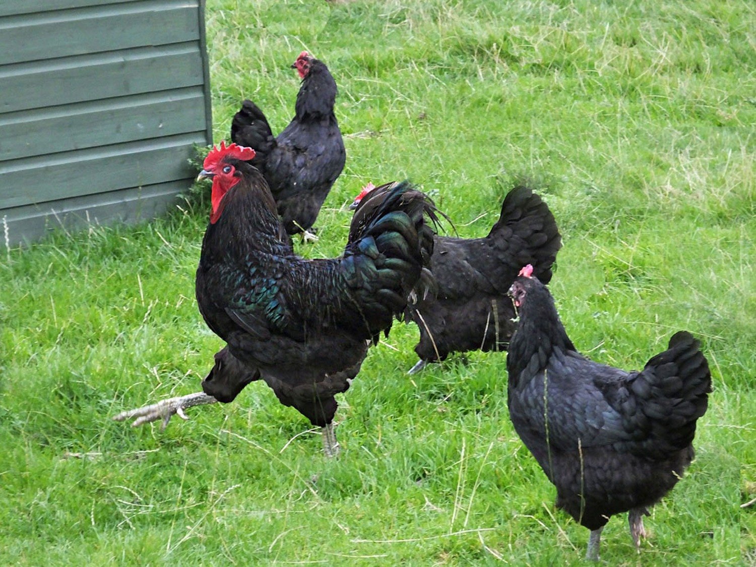 jersey black giant rooster