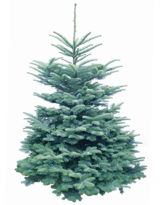 Noble Fir UNUSED NBLe