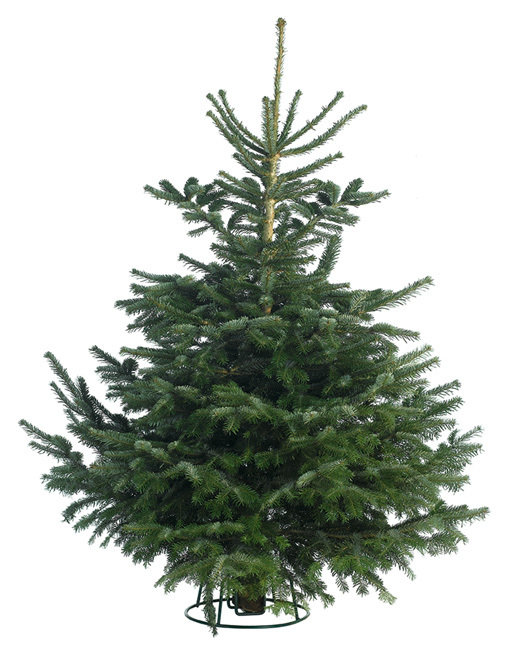 Nordmann Fir UNUSED NRDMN