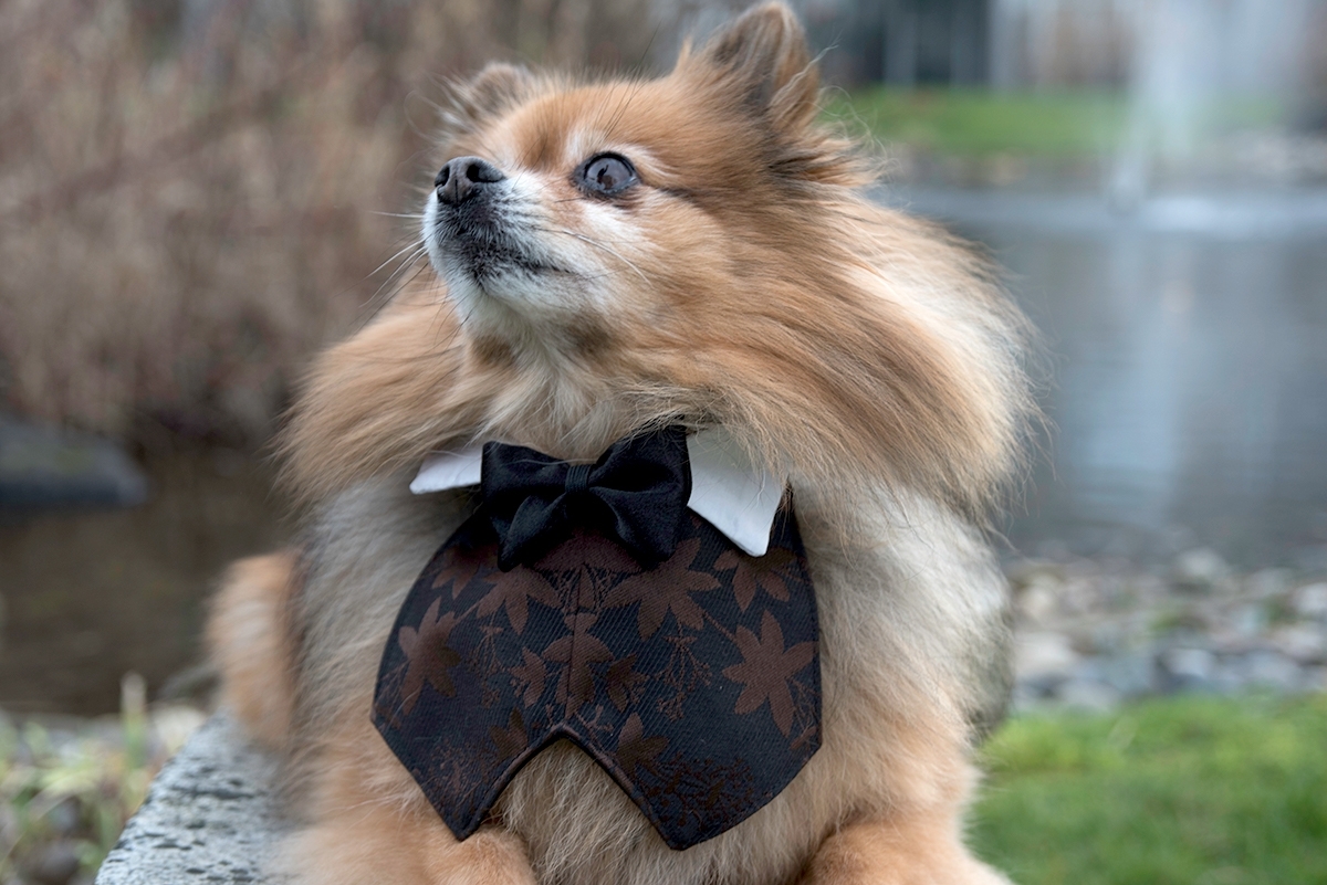 Wedding Special Occasion Dog Tuxedo Vest