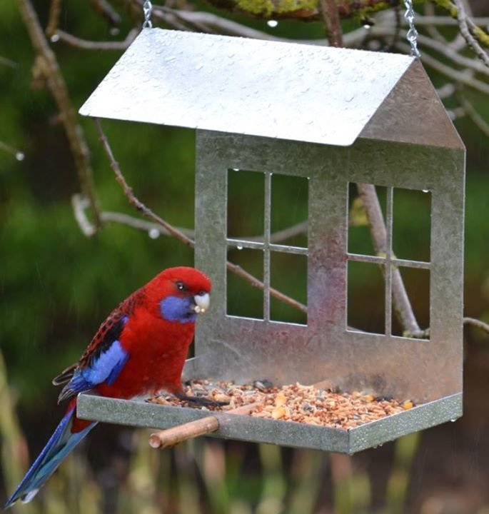 Bird Feeder Gal