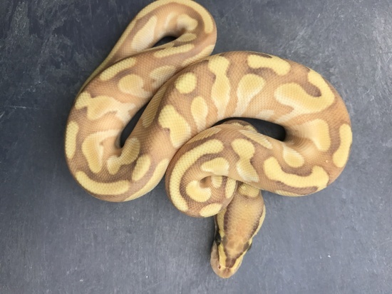 Banana Enchi Orange Dream Butter Yellow Belly Het Pied 17BanEnchODButYBH-PiedMale