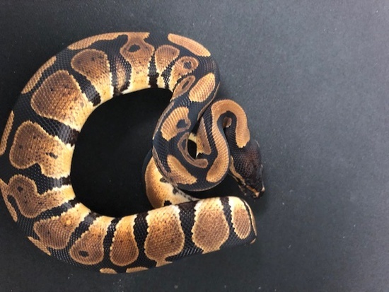 NR Mandarin Ball Python 18Mandarin-11M3
