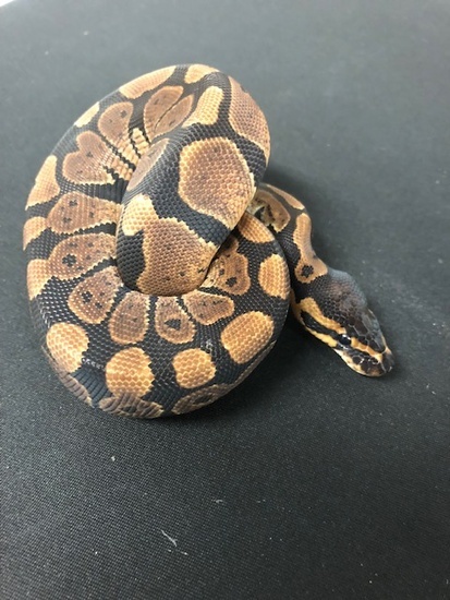 NR Mandarin Ball Python 18Mandarin-11M2