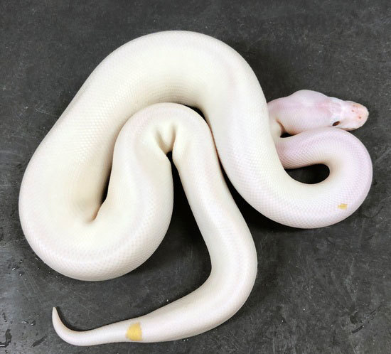 Banana Orange Dream Lesser Pied (Pos. Hurricane, Enchi, YB) Ball Python 18BanODLesserPied-M