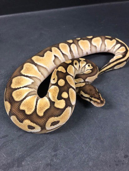 Orange Dream Lesser Yellow Belly 100% Het-Albino 18ODLesYBHetAlb-F