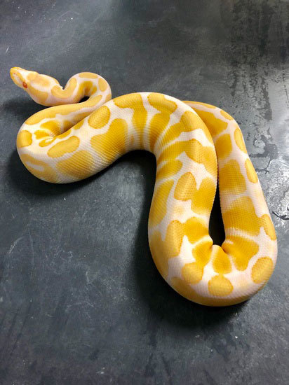 Orange Dream Lesser YB Albino Ball Python 18ODLESYBAlbino-F