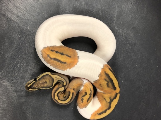 Orange Ghost (Hypo) Pied Ball Python 18HypoPied-F2