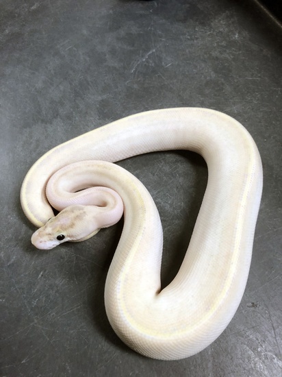 Ivory (Pos High Intensity Orange Dream, Enchi) Ball Python 18IvoryPosODEnchi-F