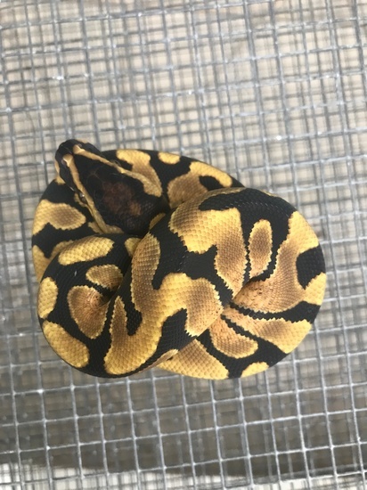 Enchi Asphalt/YB Het-Albino 17EnchiAsphHetAlbinoF