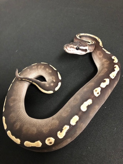GHI Mojave 5 Ball Python 18GHIMojaveM-5