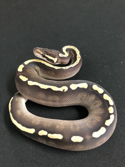 GHI Mojave 4 Ball Python 18GHIMojaveM-4