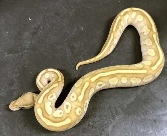 Banana Enchi Orange Dream Lesser YB 100% Het-Pied (Pos Hurricane) 18BanODEnchYBHetPiedM-2