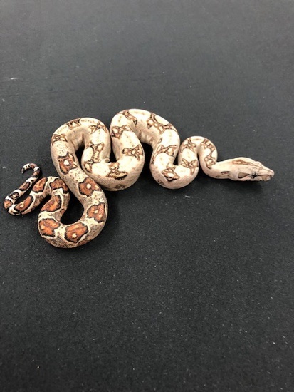 66% Double Het-Leopard Blood Boa Constrictor 1866DoublehetLeoBlood-F3