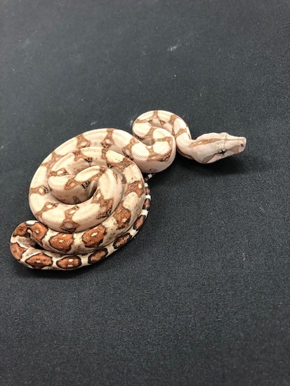 66% Double Het-Leopard Blood Boa Constrictor 1866HetLeoBlood-F1