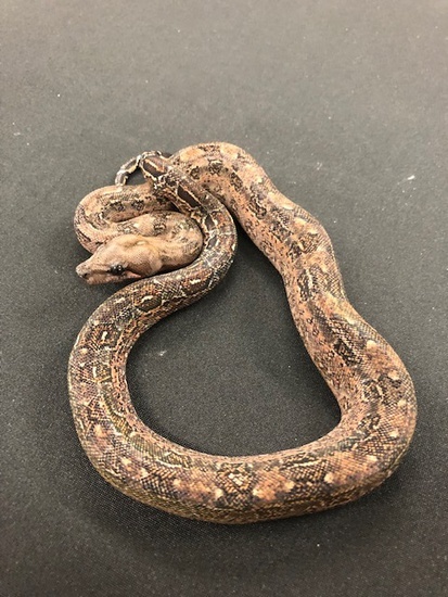 Leopard 66% Het-Blood 18Leo66HetBlood-F