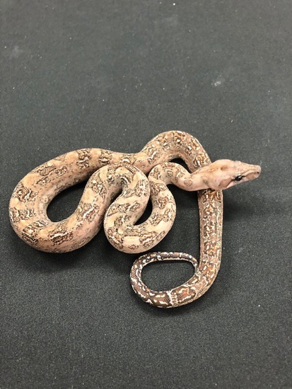 Leopard 66% Het-Blood 18Leo66HetBlood-M