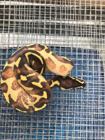 Enchi Freeway Het-Albino Ball Python Baby/Juvenile 00002