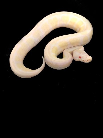TSK Snow Ball Python Baby/Juvenile Python regius 00004