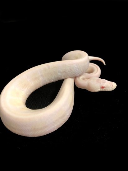 TSK Snow 2 Ball Python 00005