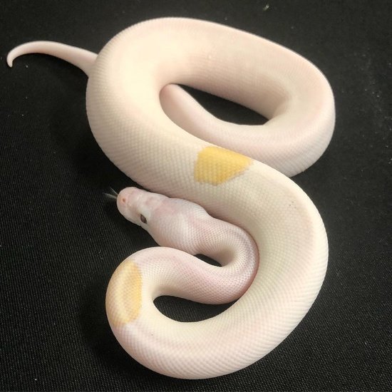 Banana Lesser Orange Dream Pied (Pos Leopard, YB, Enchi) Ball Python 00007