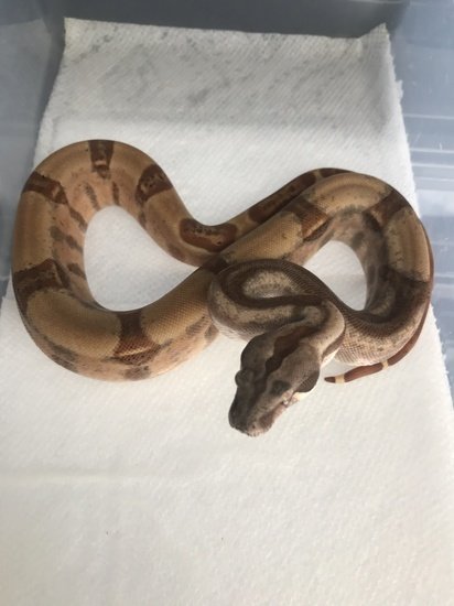 Russo Red Hypo 66% Het Sterling Boa Constrictor (#17HypoHetSte...) 00008