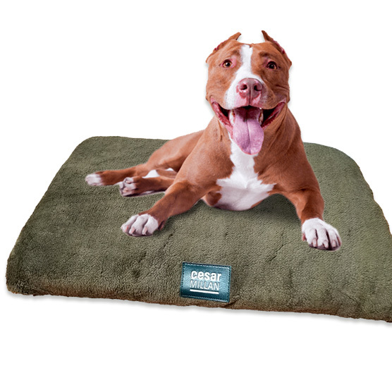 Cama Térmica Antideslizante para Perro Cesar Millan 48x74cms 7401147909394