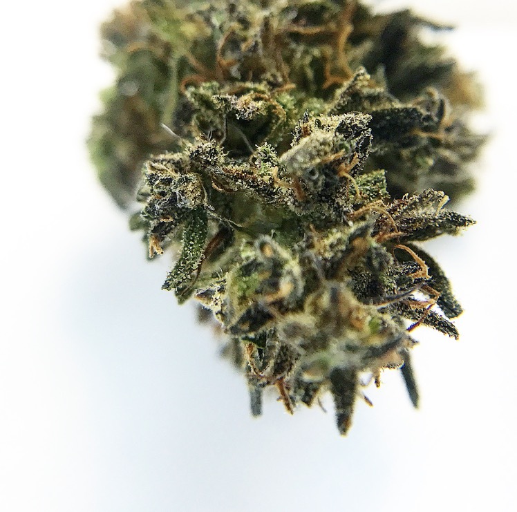 Purple Otto Hemp Flowers 00037