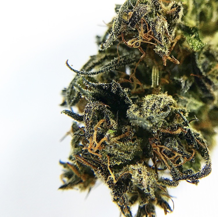 Purple Otto Hemp Flowers