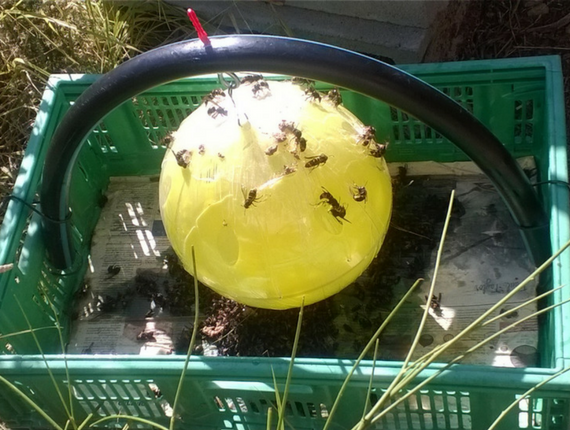 SFERA TRAP - trappola cromotropica