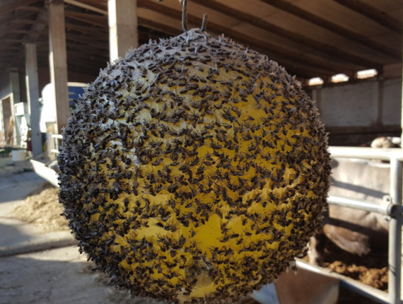SFERA TRAP - trappola cromotropica