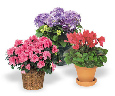 PLANT 00005