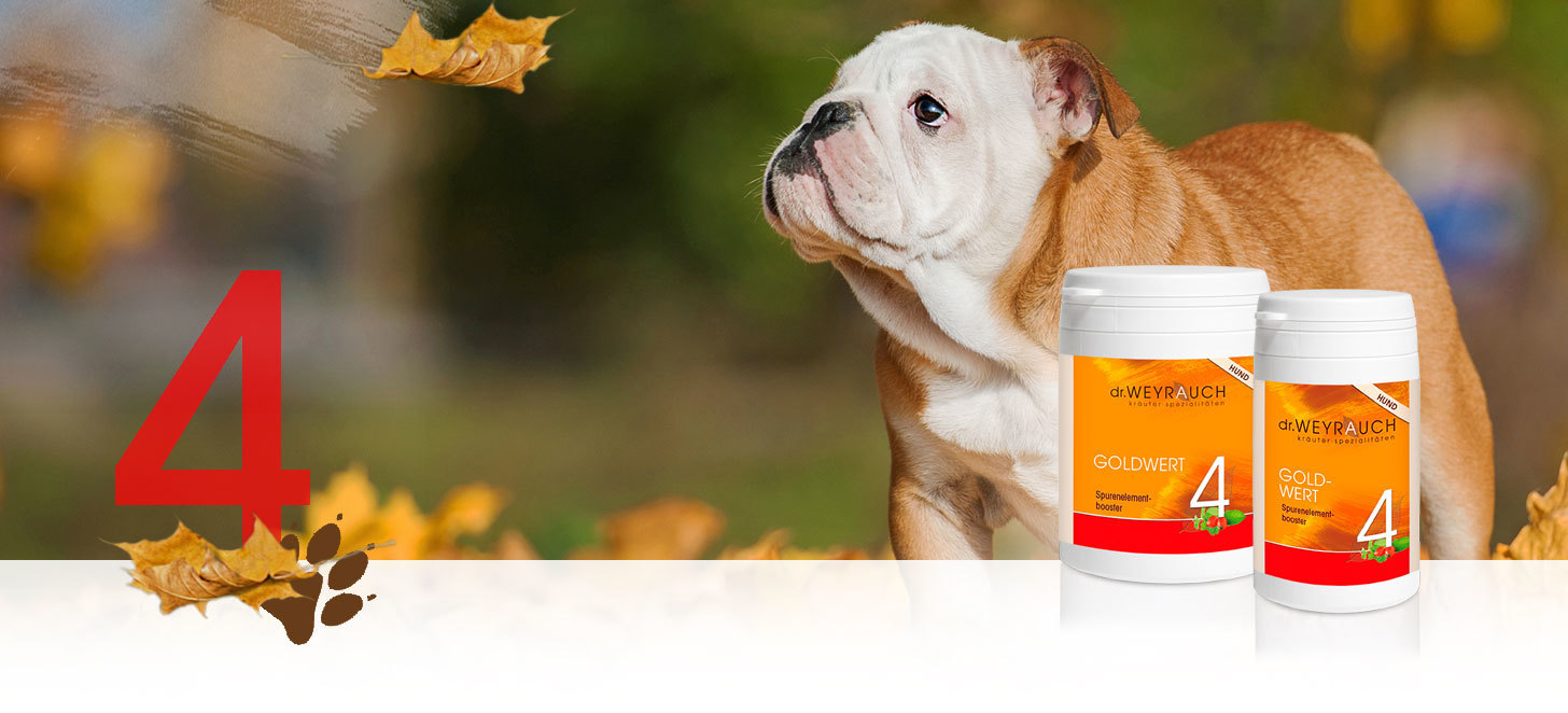 Dr.Weyrauch Goldwert Nr. 4 Hund 00179